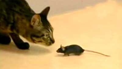not-scared-mouse.jpg
