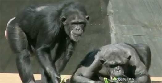 chimp empathy