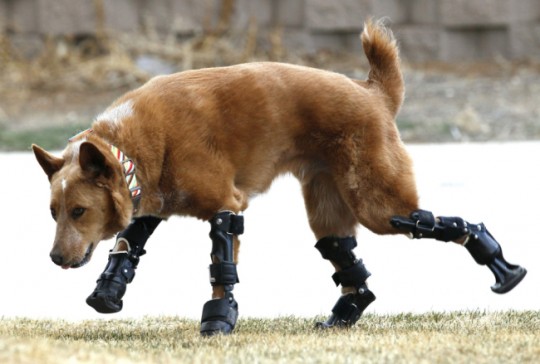 Naki’o, bionic, prosthetic, 