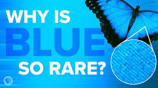 why-is-blue-so-rare-in-nature