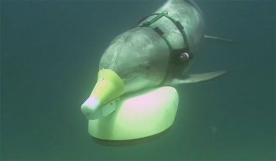 Dolphins Trained to Detect Mines