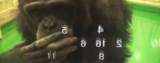 This Chimpanzee Will Beat You at Memory Games