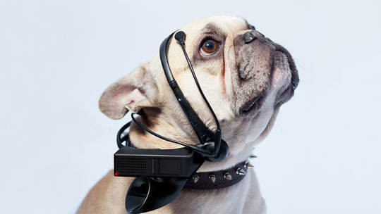 Dogs Can Talk Back with This Mind-Reading Device