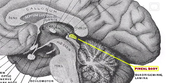 The Pineal Gland: Mysticism and Neuroscience