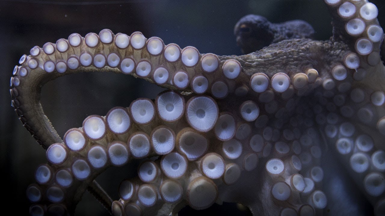 World's First Octopus Photographer