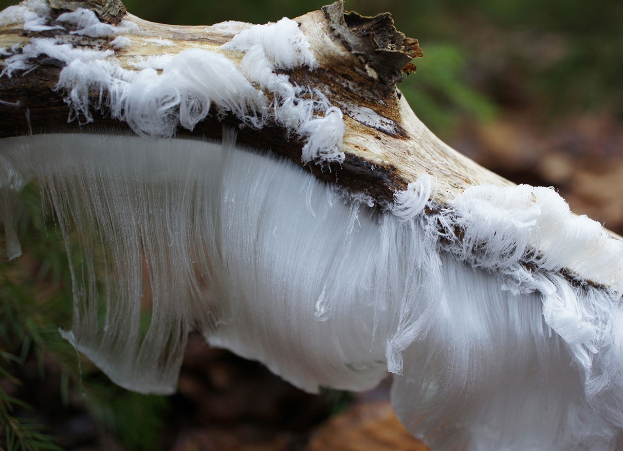 Hair Ice and 10 More Mind-Boggling Natural Phenomena You May Not Have Known About