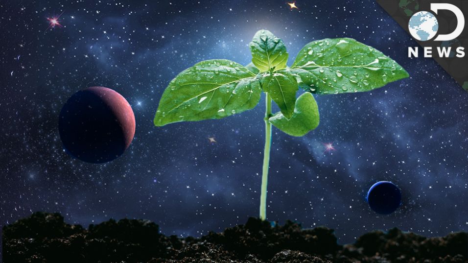 How Astronauts Grow Plants In Space