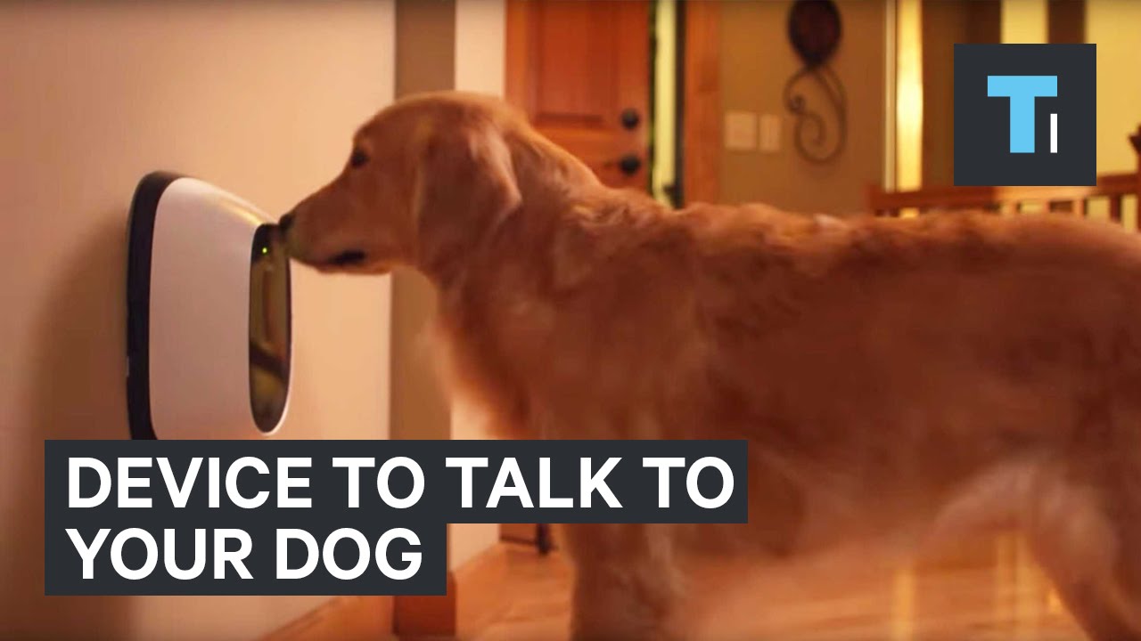 Device to talk to your dog