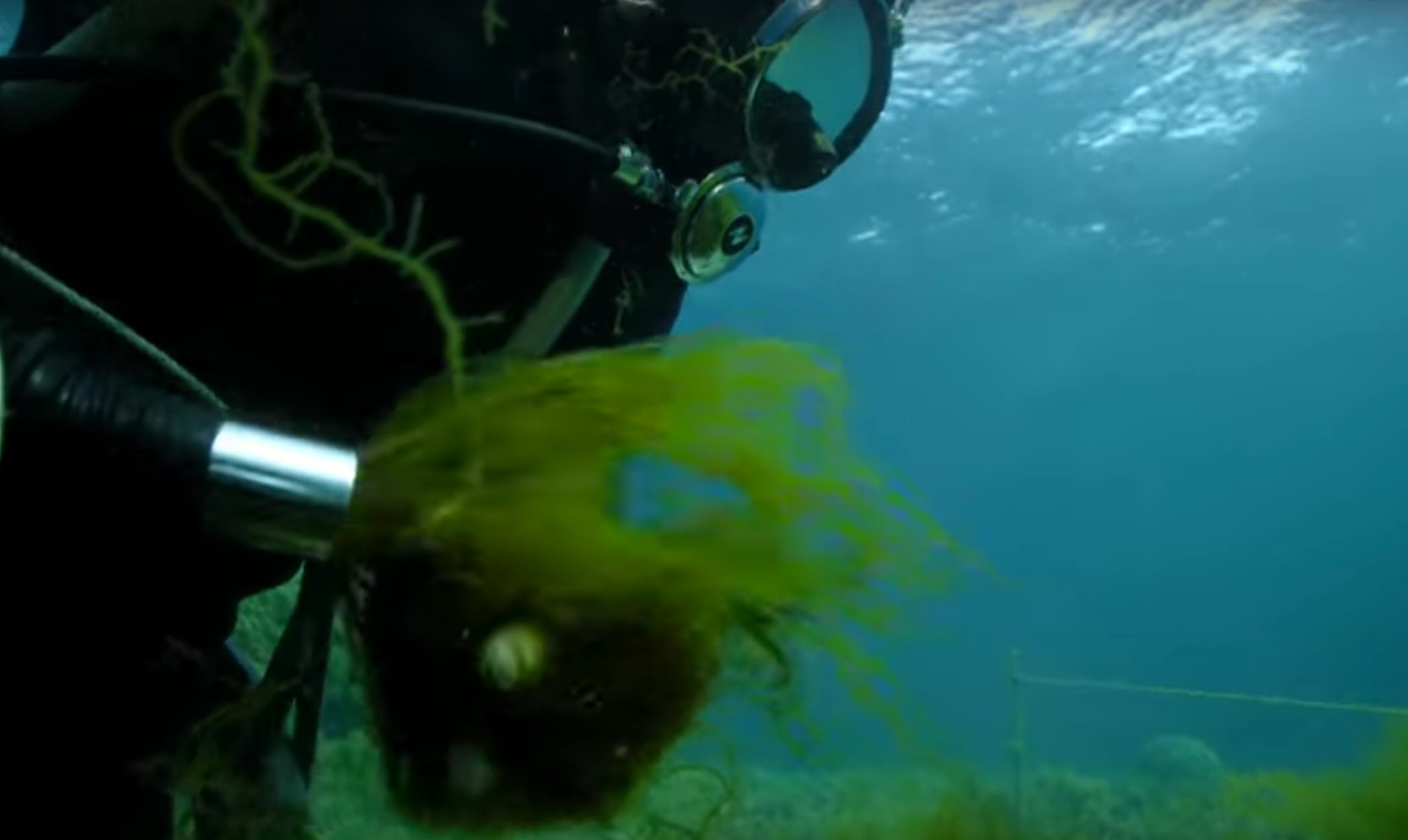 Underwater Seaweed Farming in Japan