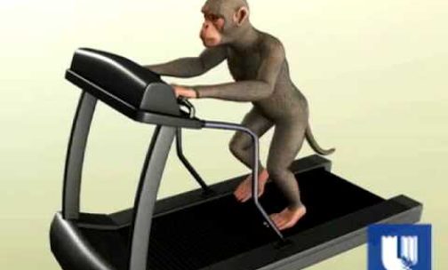 Monkey's Thoughts Makes Robot Walk