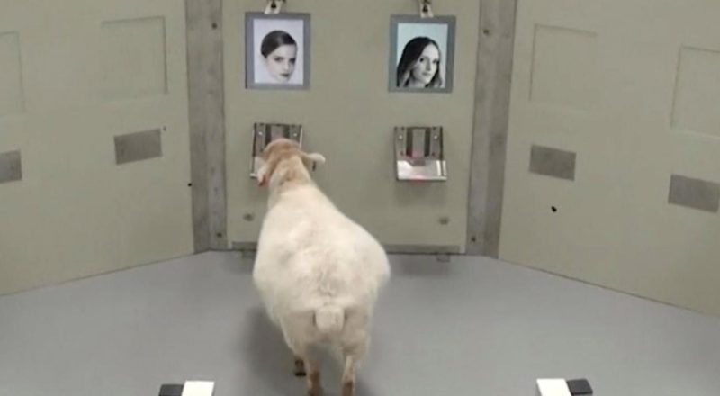 Sheep learn to recognise celebrity faces from different angles