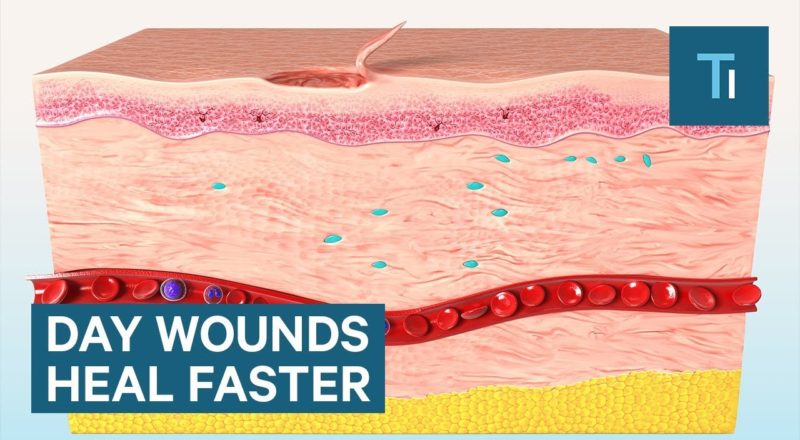 Skin Wounds Heal Faster During The Day