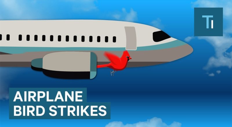 What Happens When A Bird Flies Into A Plane Engine