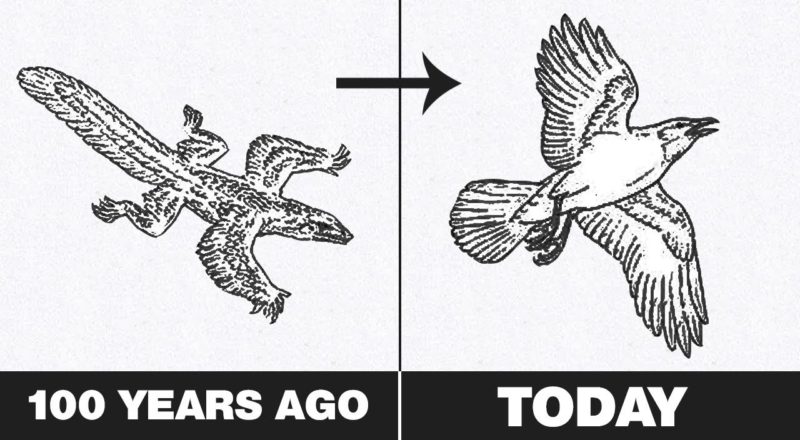 10 Crazy Ways Animals Evolved Over The Last 100 Years