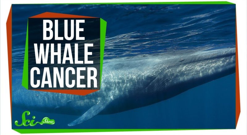 Why Don't All Blue Whales Have Cancer?