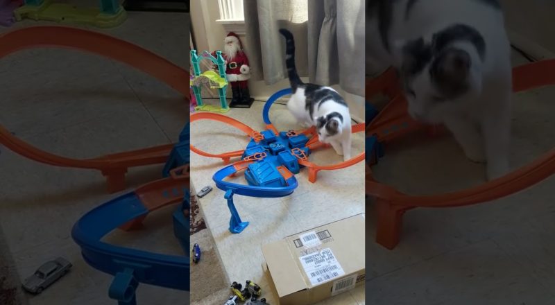 Cat Loses His Sh*ts with Hot Wheels Toy