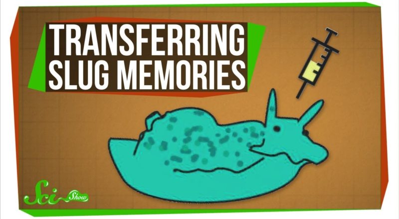 Scientists Just Transferred Memories... Between Sea Slugs