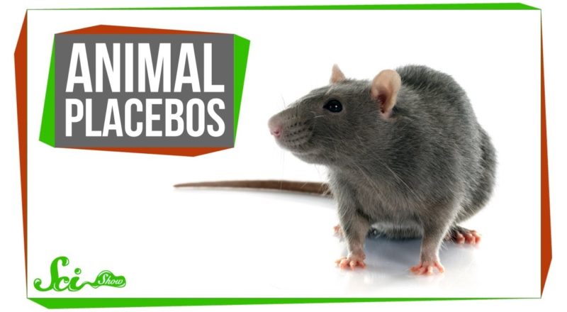 Do Placebos Work For Animals?