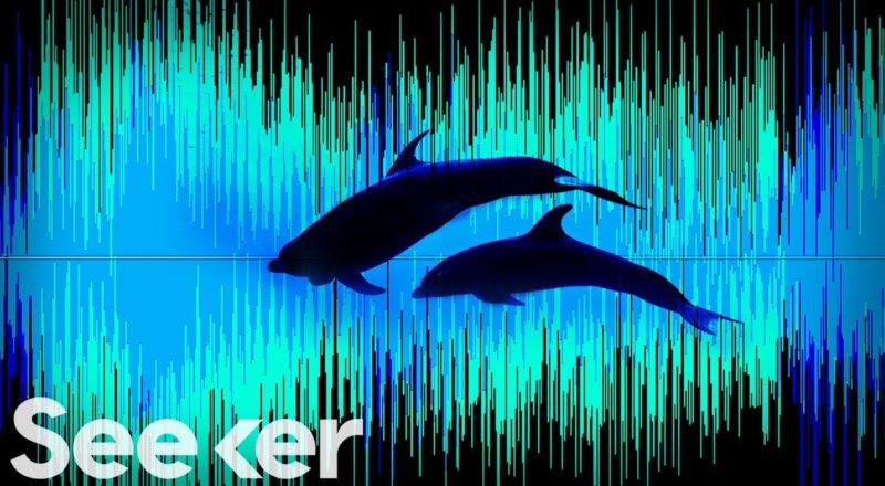 Artificial Intelligence Is Mapping the Pacific Ocean’s Secret Soundscape